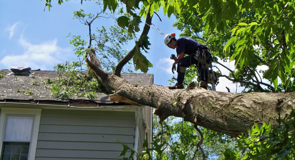 Tree Services Image